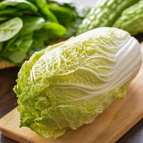 每日伊藤大白菜500g