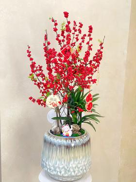 红红火火——鸿运冬青