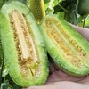 🌳养到自然熟的 · 博洋 · 酥7 · 蜜瓜 · 又脆又甜  · 瓜香浓郁 ·  4斤装/6-8根 商品缩略图11