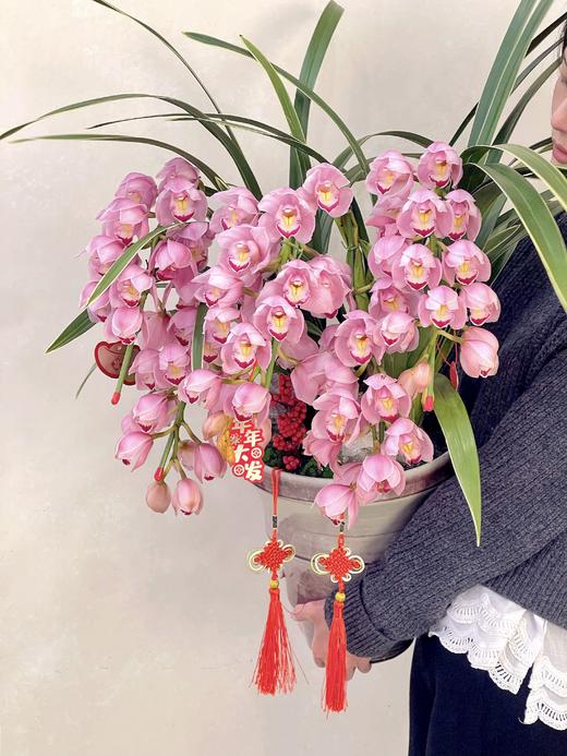 吉祥如意——粉色大花蕙兰6枪 商品图1