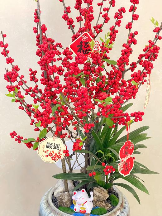 红红火火——鸿运冬青 商品图2