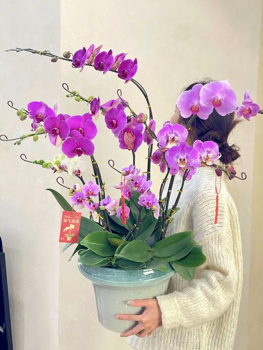 财运亨通- 设计师定制款蝴蝶兰10株 商品图2