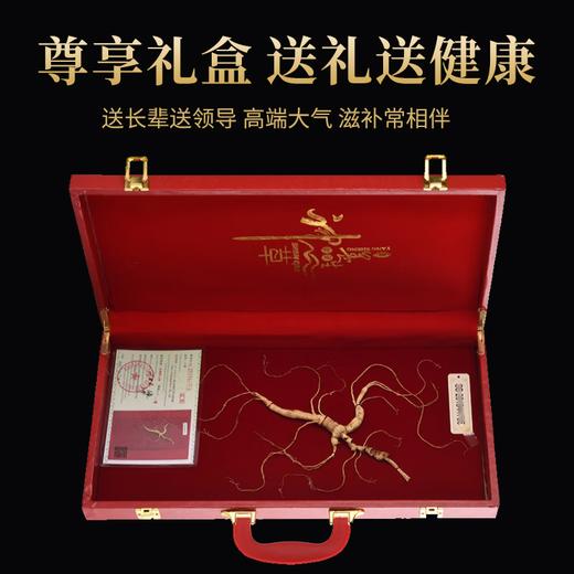 【分仓直发包邮】易天健二等野山参（整支8克/盒） 商品图3