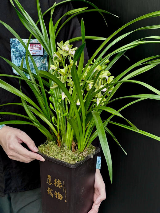 厚德载物——香兰 商品图1