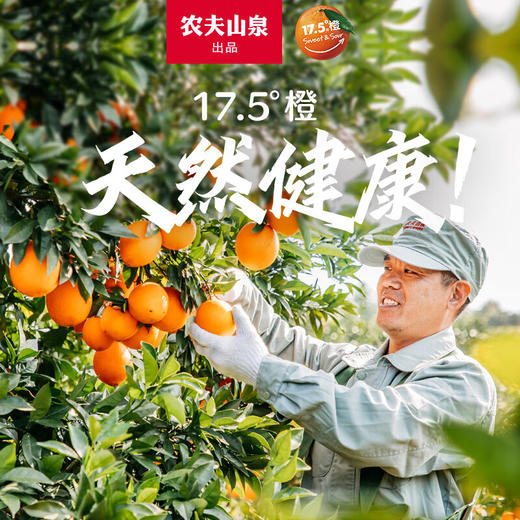 农夫山泉 17.5橙 脐橙/橙子 净重10斤装 铂金果 生鲜水果年货礼盒 商品图4