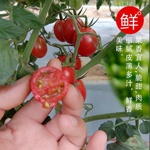 【分仓直发包邮】海南陵水千禧圣女果精品固定120粒（约3.3斤） 商品图1