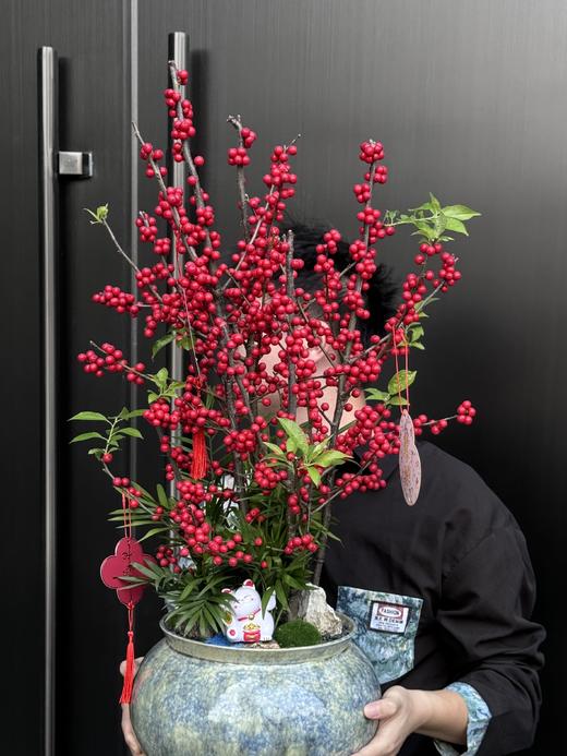 红红火火——鸿运冬青 商品图5