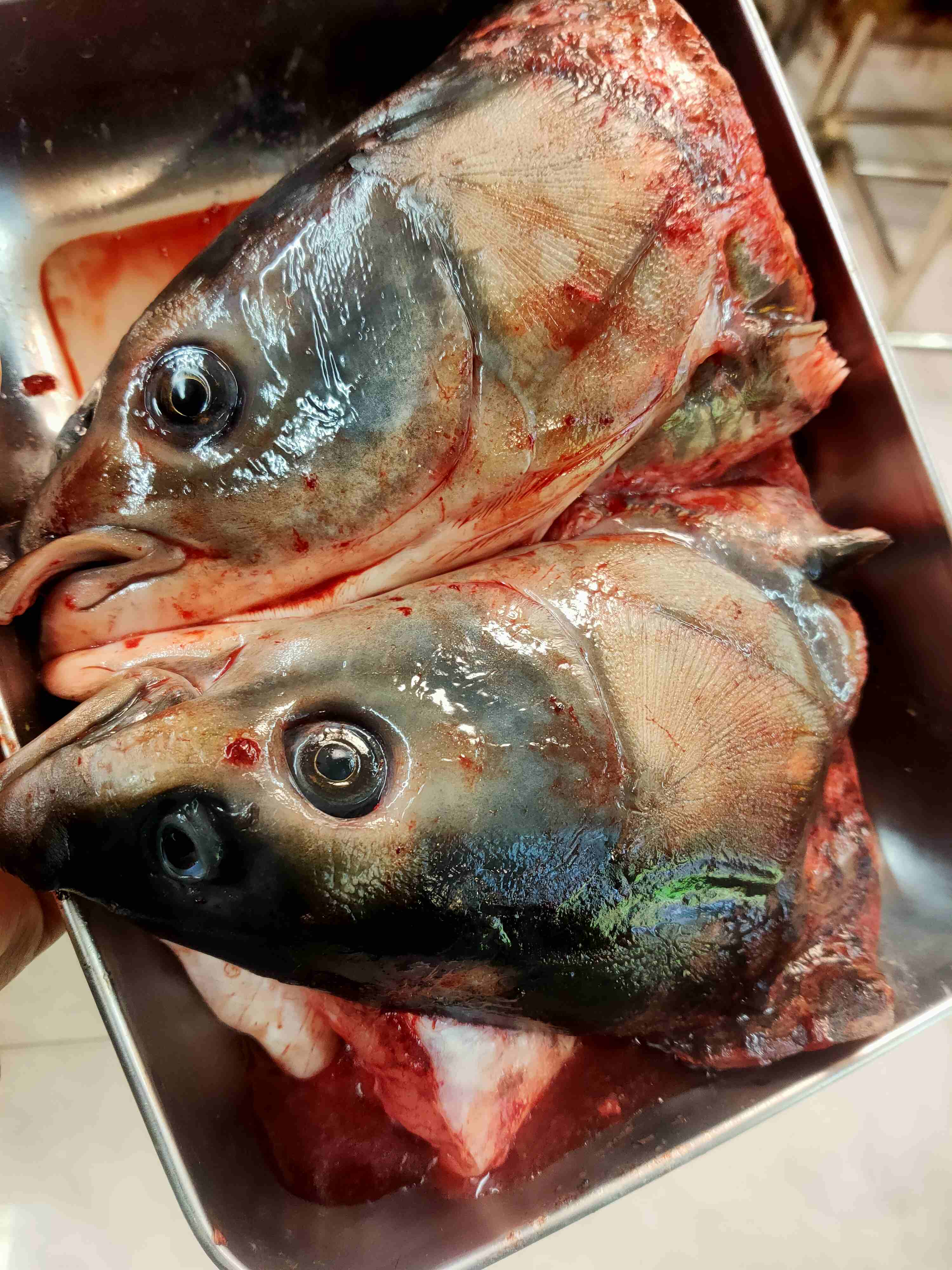 新鲜青鱼，鱼头，1份2斤