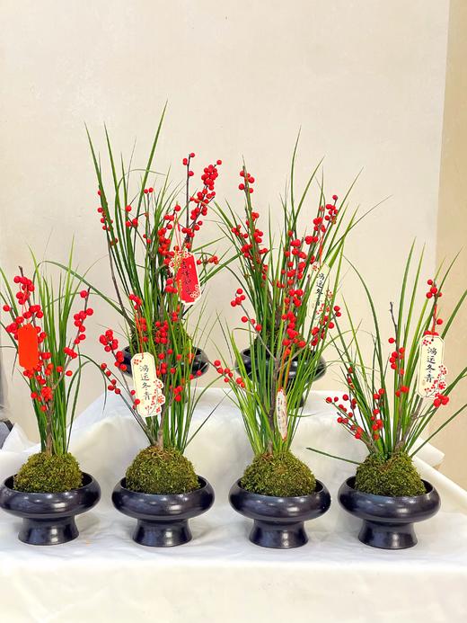 招财纳福——苔玉冬青 商品图0