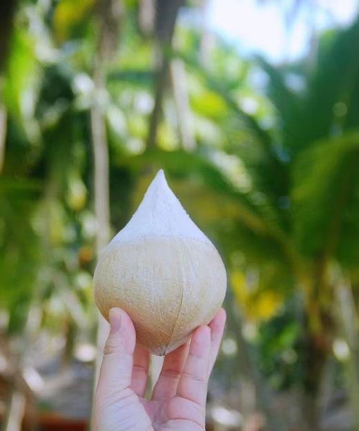 【分仓直发包邮】泰国小奶椰（泰国椰皇）6个礼盒装（中小果，单果400g左右） 商品图3