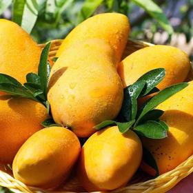 小台芒约1000g/份