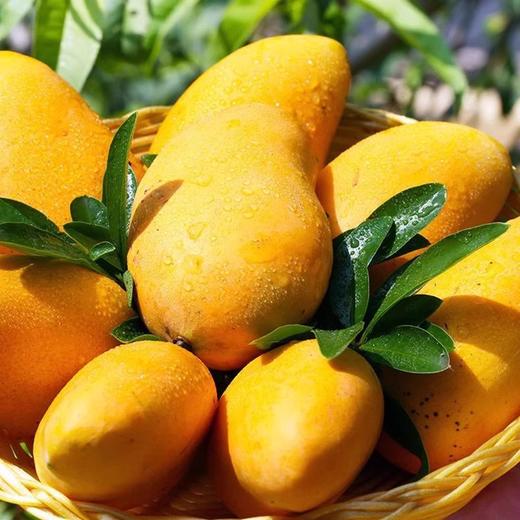 小台芒约1000g/份 商品图0