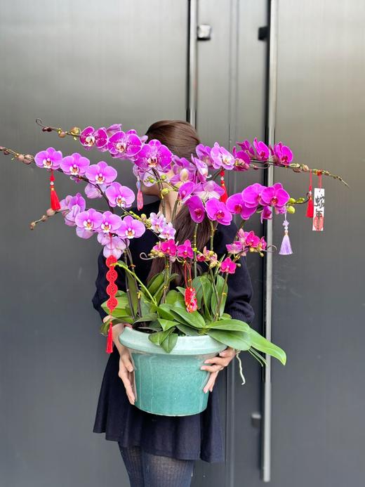 财运亨通- 设计师定制款蝴蝶兰10株 商品图3