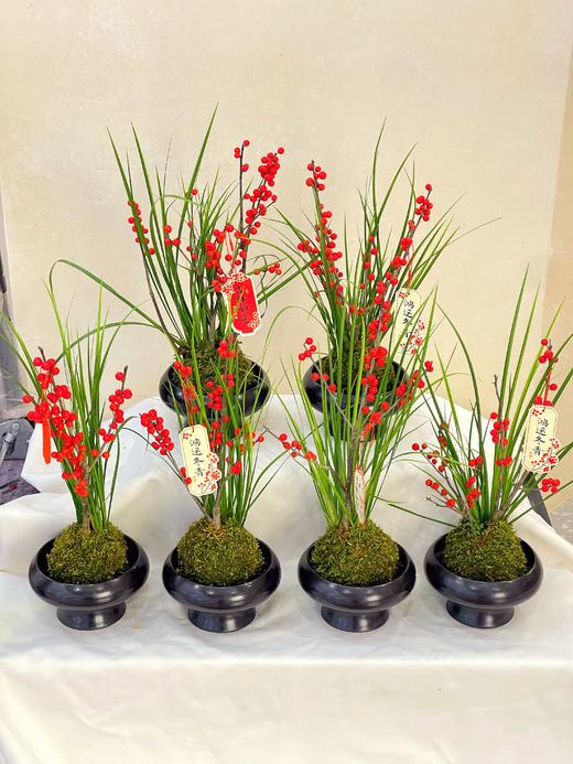 招财纳福——苔玉冬青 商品图1