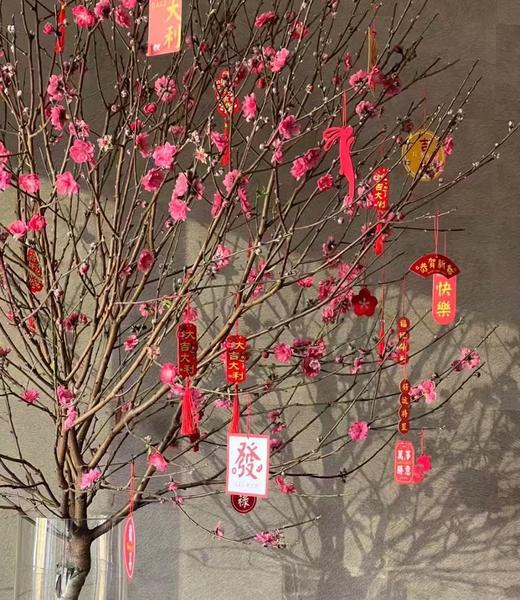 迎春接福——鲜切桃花（1支） 商品图2