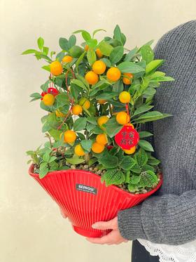 大吉大利——四季年橘