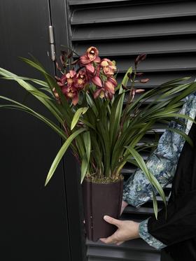 美梦成真——醉美人兰花