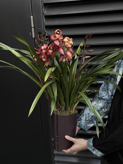 美梦成真——醉美人兰花 商品图0