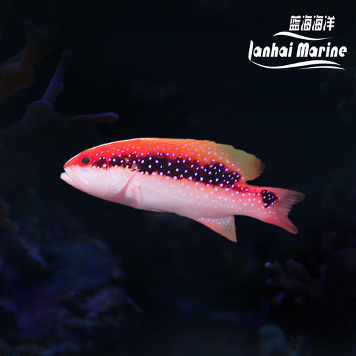 月尾斑 商品图0