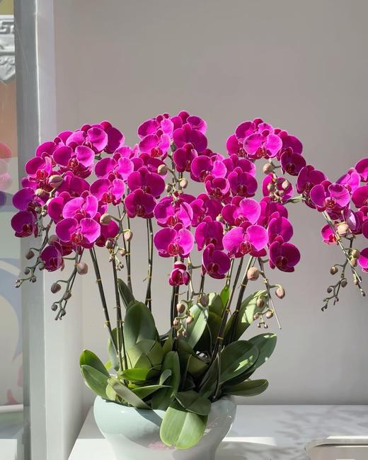 鸿运当头——红龙蝴蝶兰10株 商品图2