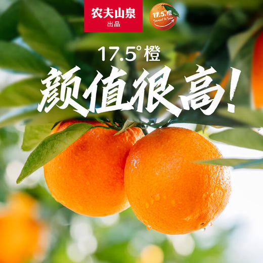 农夫山泉 17.5橙 脐橙/橙子 净重10斤装 铂金果 生鲜水果年货礼盒 商品图6