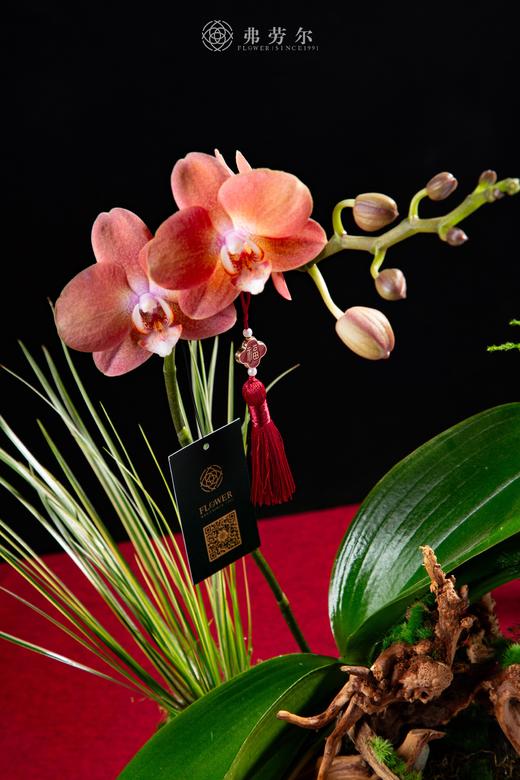 姹紫嫣红 商品图1