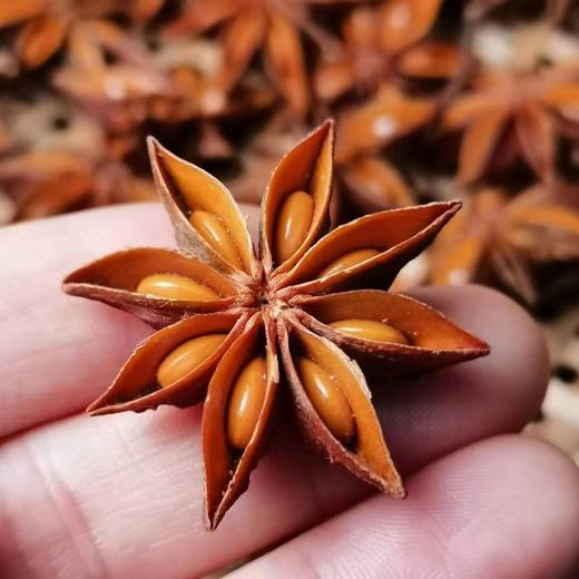 野生不提炼八角 醇香四溢  无硫/不提炼/野生/非嫁接/30年以上老树/深山八角 商品图2