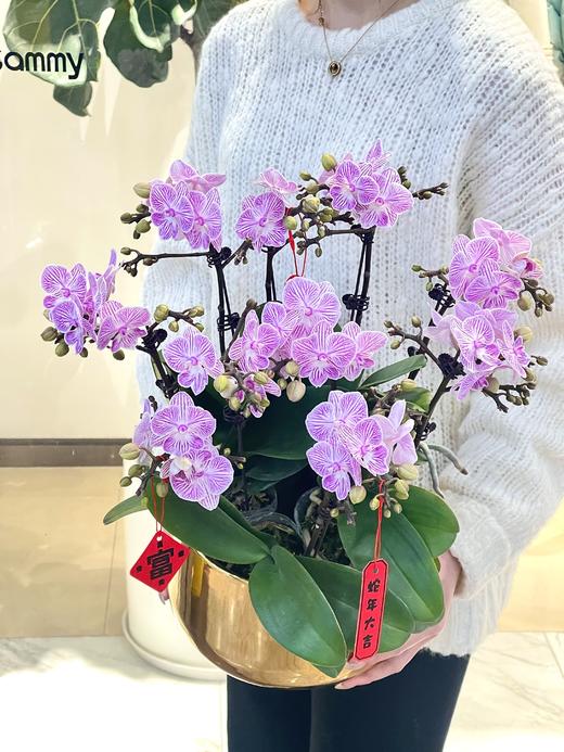 事事顺心——粉樱花蝴蝶兰10株 商品图3