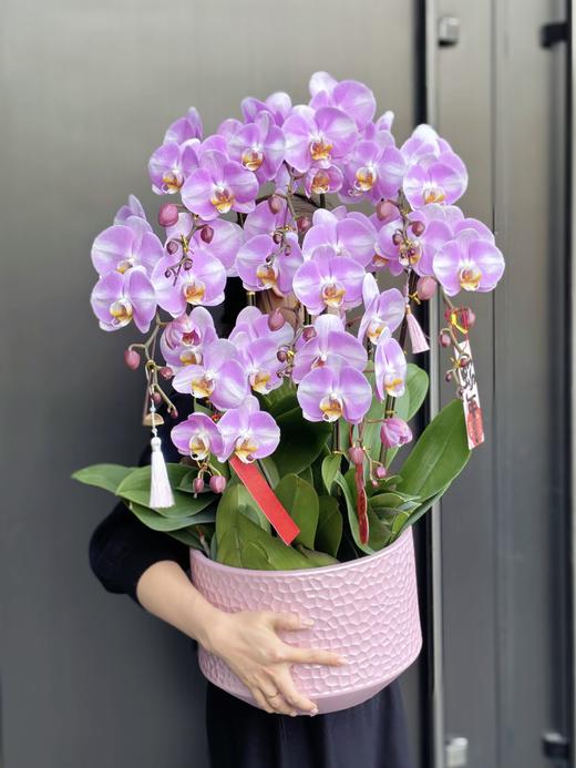 平安喜乐——明星蝴蝶兰 8株 商品图2