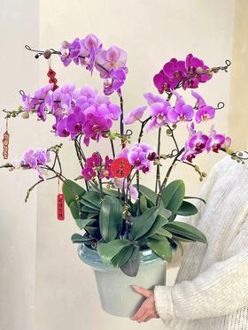 财运亨通- 设计师定制款蝴蝶兰10株