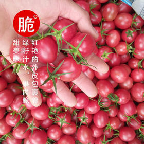 【分仓直发包邮】海南陵水千禧圣女果精品固定120粒（约3.3斤）