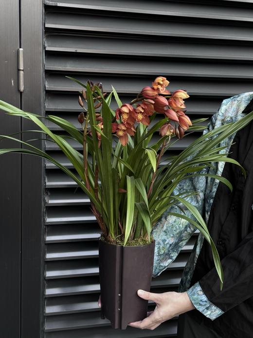 美梦成真——醉美人兰花 商品图1