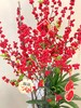 红红火火——鸿运冬青 商品缩略图1