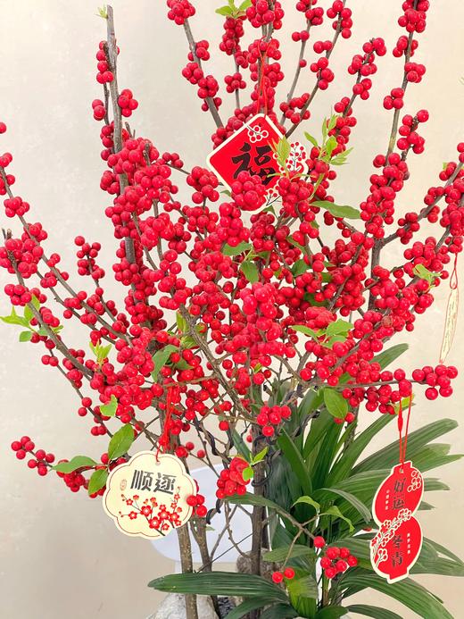 红红火火——鸿运冬青 商品图1