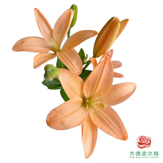 百合-小星星 5枝一扎 商品图0