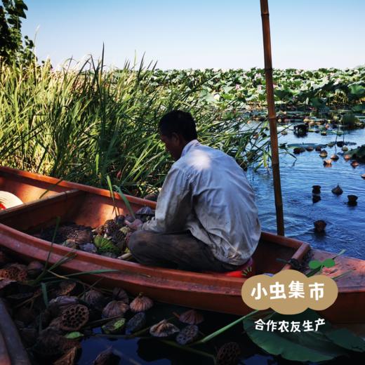 野生有机红莲子 300g/罐 | 合作农友生产，产自湖南岳阳君山，生产者：慧耕 &【公平贸易农人定价】 商品图10