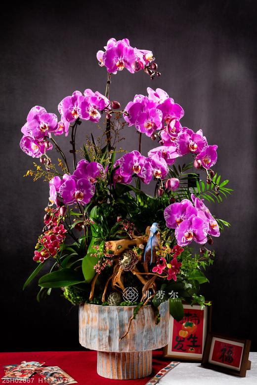 蛇跻新程 商品图0