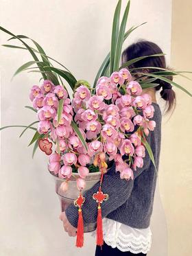 吉祥如意——粉色大花蕙兰6枪