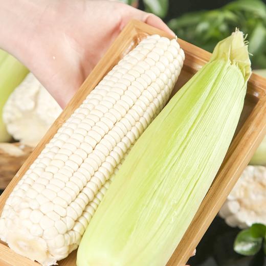 【困妈专属】广东好物 牛奶水果玉米  带箱4斤装  顺丰直达 商品图4