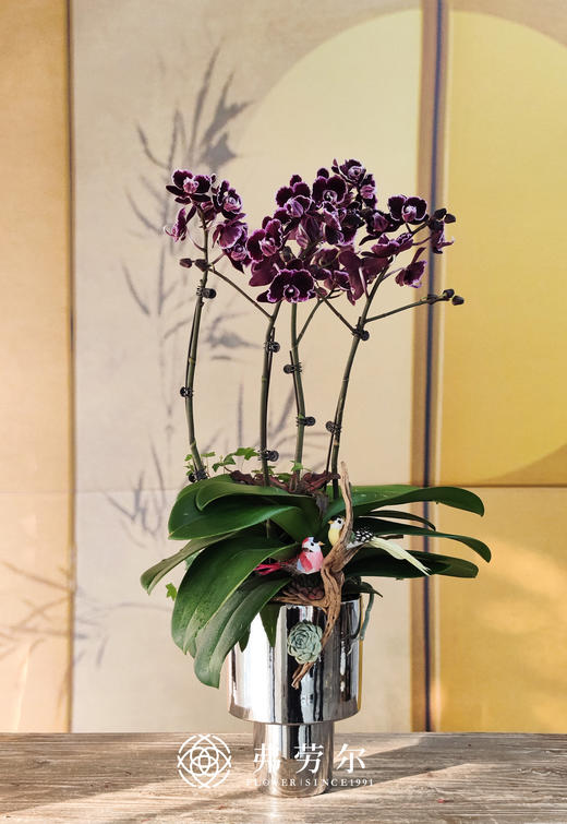 JT春风得意 商品图0