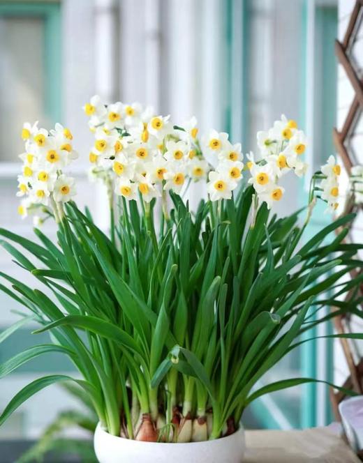 新春快乐——水仙花 商品图2