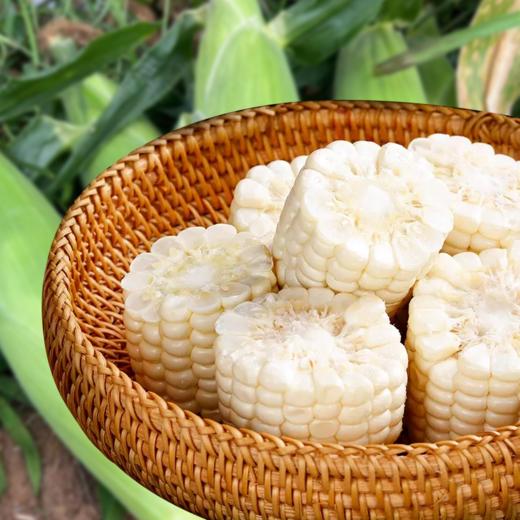 【困妈专属】广东好物 牛奶水果玉米  带箱4斤装  顺丰直达 商品图0