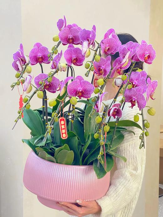 大展宏图——大豹斑蝴蝶兰10株 商品图1