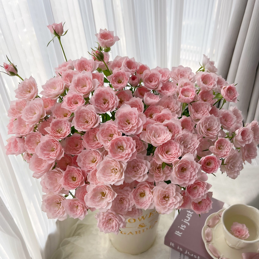 多头完美甜蜜丨10支 超稀有玫瑰