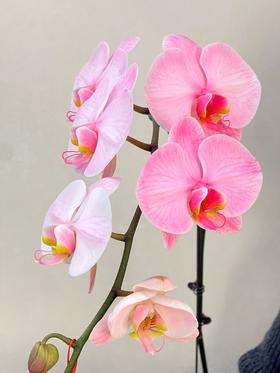 马卡龙单支蝴蝶兰