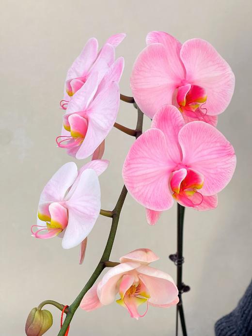 马卡龙单支蝴蝶兰 商品图0