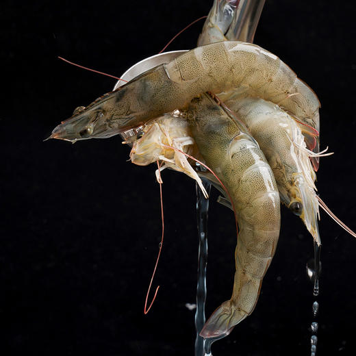 有机虾（带头生虾）净重400g/盒*3 天然生长0添加0抗生素0激素 商品图9