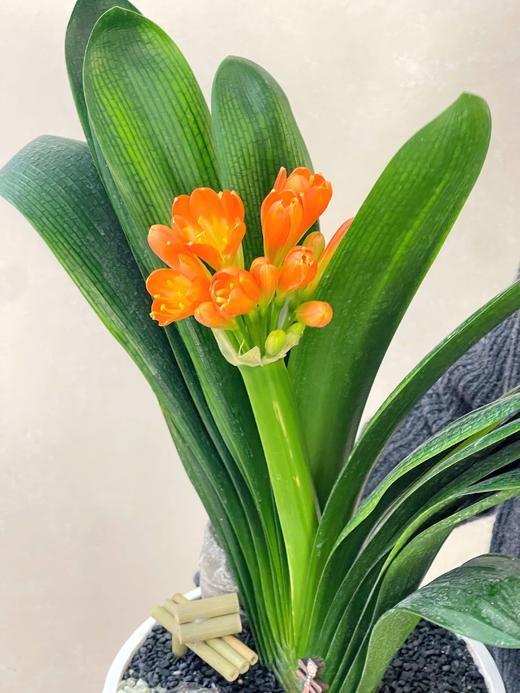 喜庆盈门——君子兰 商品图3