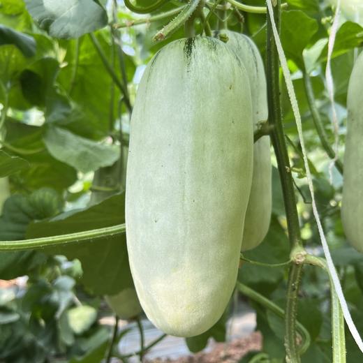 🌳养到自然熟的 · 博洋 · 酥7 · 蜜瓜 · 又脆又甜  · 瓜香浓郁 ·  4斤装/6-8根 商品图4