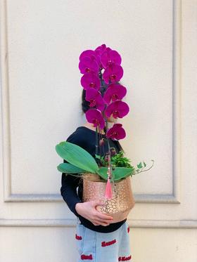 龙马精神——龙兰大辣椒